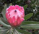 Protea flowers