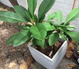 Dual frangipani ceramic pot