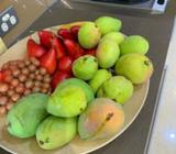 kensington mango trees