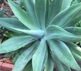 Agaves