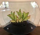 Succulent in glass planter display 26cm New