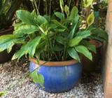 Spathophyllum nice blue pot