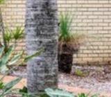 Grass tree for sale