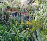 Plants for Sale - Landscapers Dream