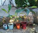 Fruits Plants on Sale !