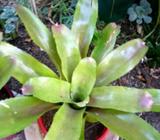Bromeliads