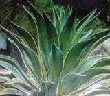Agave desmetiana ( rare )