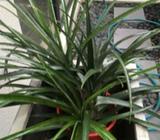 Bromeliad in plastic pot