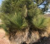 Grass trees