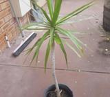 Dracaena plants