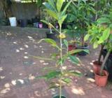 Loquat trees $25.00 each