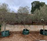 Mature Olive Tree's
