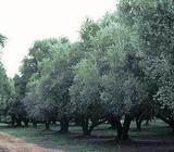 Olive Trees- Mature - Gingin