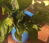 Seedlings ( capsicum) 6 plants