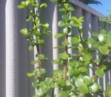 Jade money plant