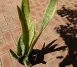 mother in laws tongue plants