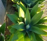 agave for sale