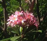 Frangipani cuttings
