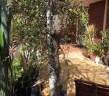 Money tree in transportable 75 litre bags