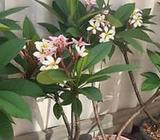 Robust healthy Frangipani Plants , varies sizes & colours
