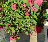 Crown of Thorns (Enphorbia) Extra large