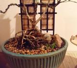 Bonsai feature