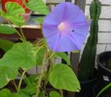 CLIMER - 