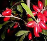 MIRACLE FRUIT BERRY (Synsepalum dulcificum)Taste Sour to Sweet