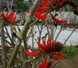 Flame trees for sale from $15