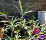 Jack's Pineapple Plants