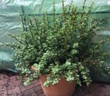 Portulacaria afra (jade plant, money tree)