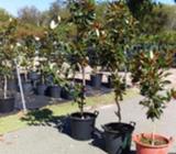 Magnolia little gem.Kay Paris