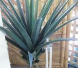Agave plant
