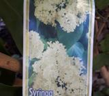 Syringa Primrose Lilac White flower tree