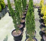 GREEN AND BLUE PENCIL PINES TO 6 METRES. ITALIAN CYPRESS