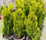 Bookleaf conifers plants