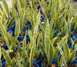 Mother in law tounge plants