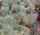 Blue grass plants festuca glauca