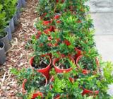 MURRAYA PANICULATA. MOCK ORANGE. FLOWERING.HEDGING