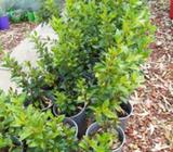 VIBURNAM TINUS HEDGING PLANTS