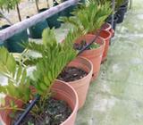 Cycad revoluta plants