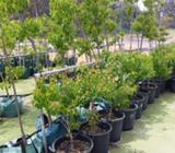 Plants Chinese tallow