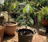 Avocado in a 30L pot