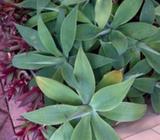 Agaves mother in law tongues aloe Vera