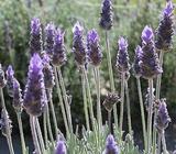 French lavender plants. Tubestock size