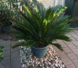 Cycad