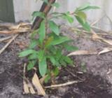 Jambolan plum or black plum