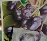 Jambolan plum ( jamun ) or black plum