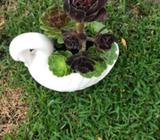 Swan Planter with Succulents - Mother's Day Gift