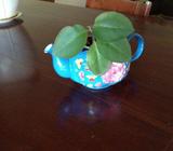 Plant in small teapot